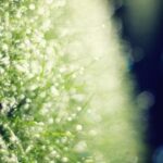 赏金女王app下载的收益模式与提现流程 1n45labye