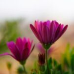 赏金大对决:团队合作的重要性与挑战 6a1sq0la22