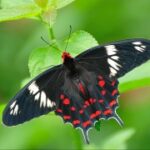 赏金女王试玩:分析游戏中的经济系统与资源管理 a3fjve