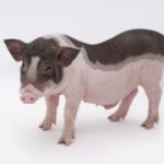 赏金大对决:每一场比赛都是新的开始 g3ubw