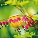 赏金女王:揭开她背后的传奇故事与秘密 pzsk62