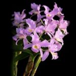 赏金女王试玩:如何参与游戏中的活动与赛事 qm8f3p