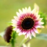 赏金大对决:从新手到高手的成长之路 x4rot7f